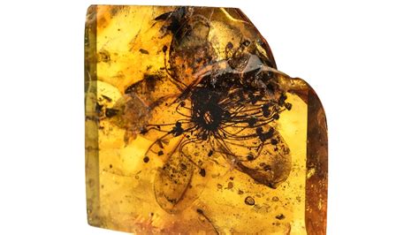 fossils in amber
