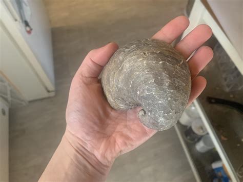 Fossils In Austin Tx