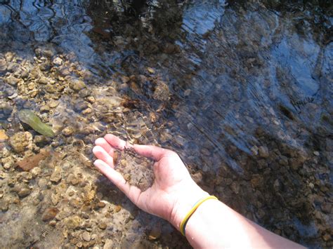 Fossils In Florida Rivers