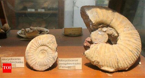 Fossils In India