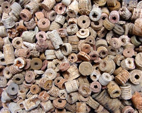 Fossils In Kentucky Creeks