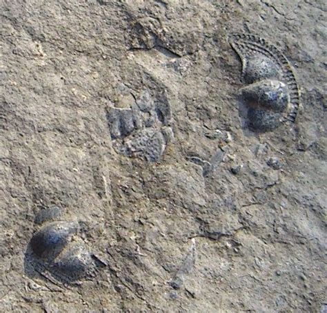 Fossils In Vt