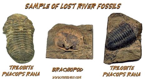Fossils In West Virginia