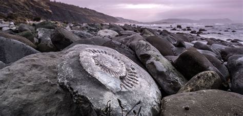 Fossils Jurassic Coast