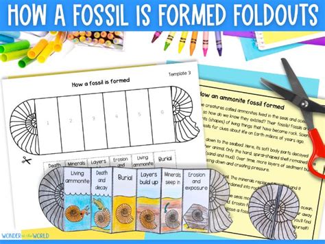 Fossils Ks2 Tes
