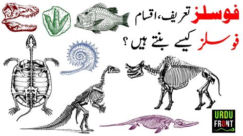 Fossils Meaning Urdu