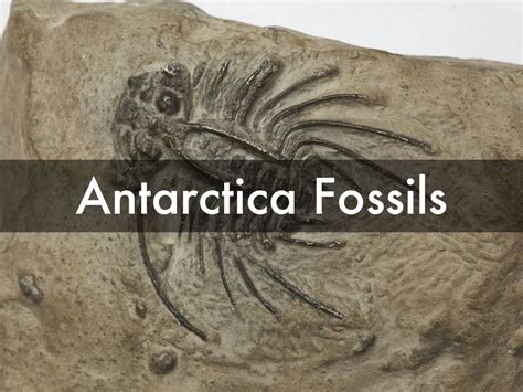 Fossils Of Antarctica