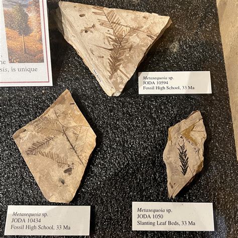 Fossils Of Oregon