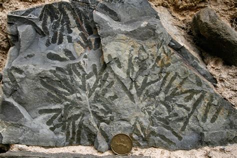 Fossils Present In Sedimentary Rocks