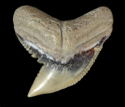 fossils shark teeth tiger island