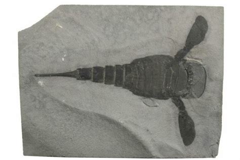 Fossils That Can Be Found In Kentucky