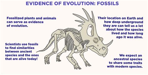 Fossils Theory Of Evolution