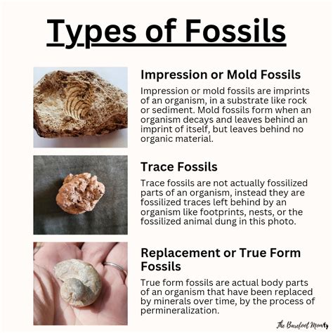 Fossils True Meaning