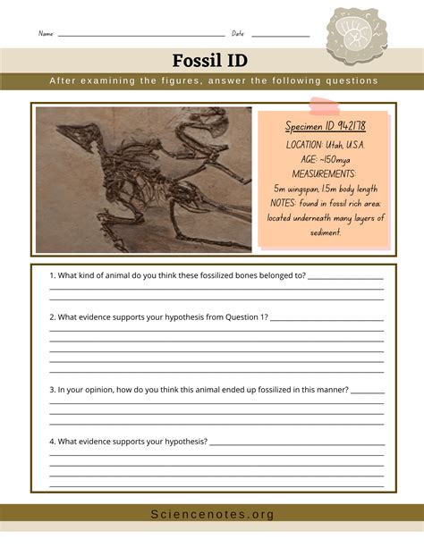 Fossils Worksheet Middle School