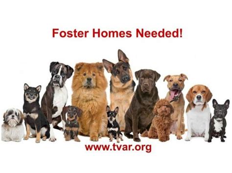 foster homes needed