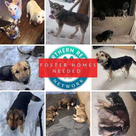 fosterhomes
