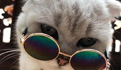 Artis Cowok Korea Pakai Kacamata Hitam Kucing Kacamata Seleb Bak