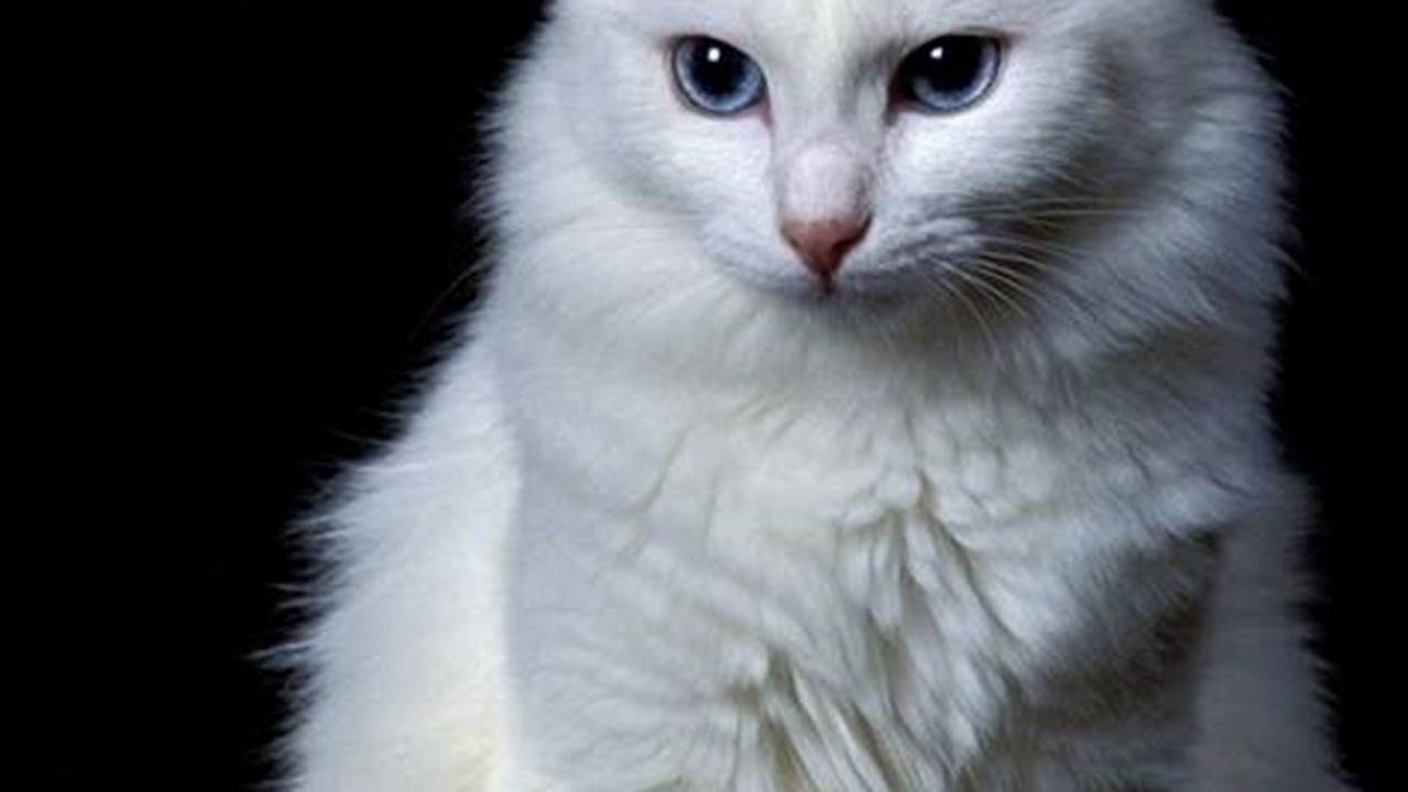 Pesona Menawan Foto Kucing Anggora: Dokumentasi dan Inspirasi