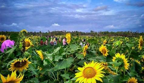 Taman Bunga Matahari - Tuscany Sunflower Fields - 1048x615 - Download