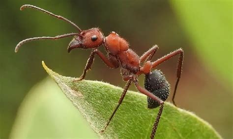 foto de formiga de perto