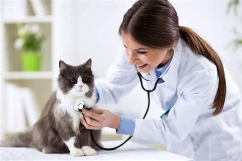 foto de una veterinaria