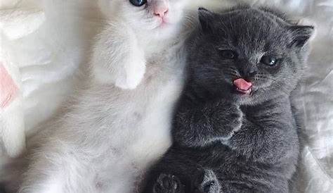 Pin de Hanneke em Cats & Kittens! ️ ️ ️ | Animais bebês mais fofos