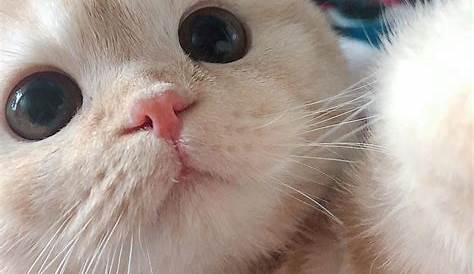 20 Fotos de gatinhos fofos para deixar seu dia muito melhor