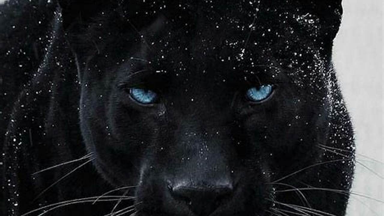 Unveiling the Enigmatic Beauty of Blue-Eyed Black Panthers: A Photographic Journey