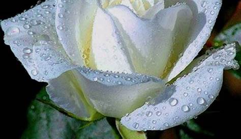 LENGUA Y FRANCÉS CANENA: La rosa blanca