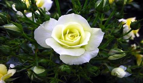 Buenos Deseos para TI y para MÍ: * Rosas Blancas