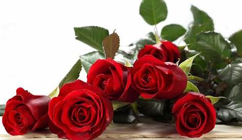 Imágenes de rosas rojas - Imagenes de Amor