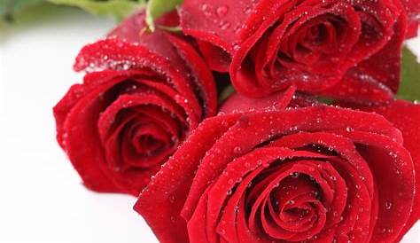 Rosas Rojas (Red Roses) | Red roses, Blooming rose, Flowers black