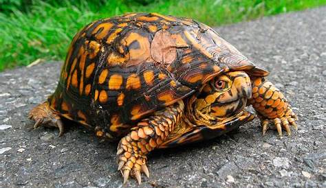 Especies de tortugas de tierra