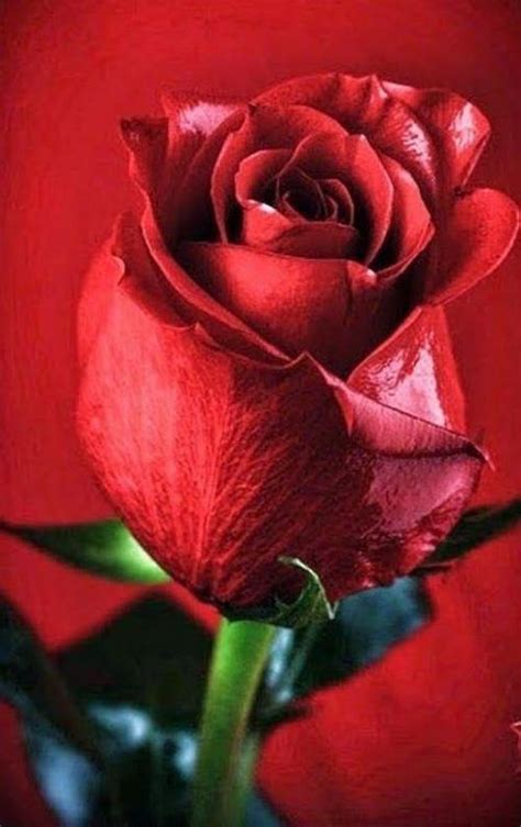 fotos de rosas rojas hermosas
