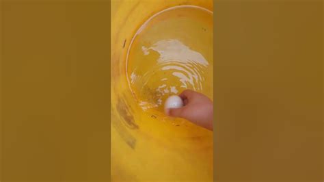 Found Duck Egg In Pool