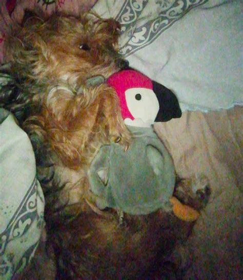 About Found Hippy Ray Tui