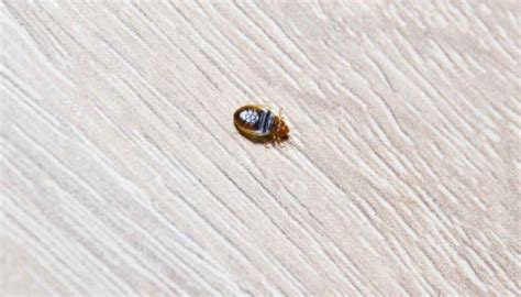 5 Things found one bed bug wall Critical Bed Bug Insights