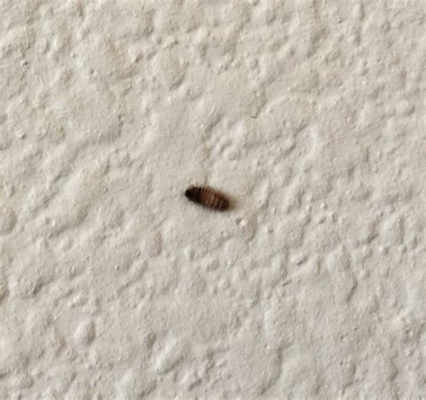 found small black orange bug in carpet