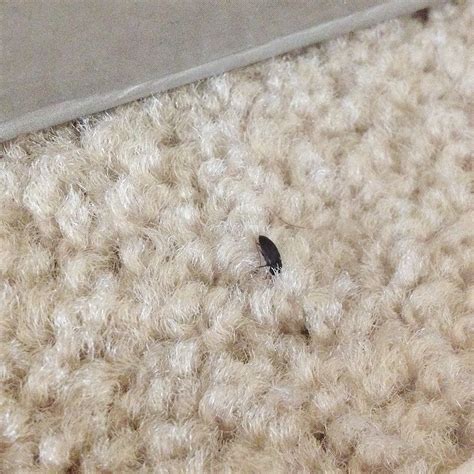 found small black orange bug in carpet