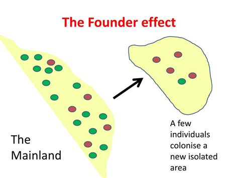 Founder Effect How Does It Work
