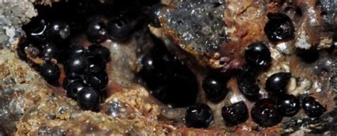 four black eggs ocean