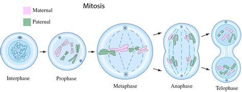 Four Phases Of Mitosis In Order And Explain