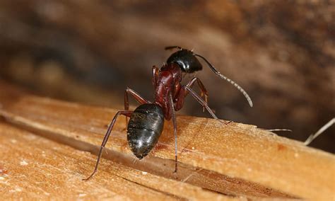 Piégées dans un bunker nucléaire, des fourmis deviennent cannibales
