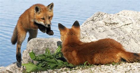 Fox Cubs