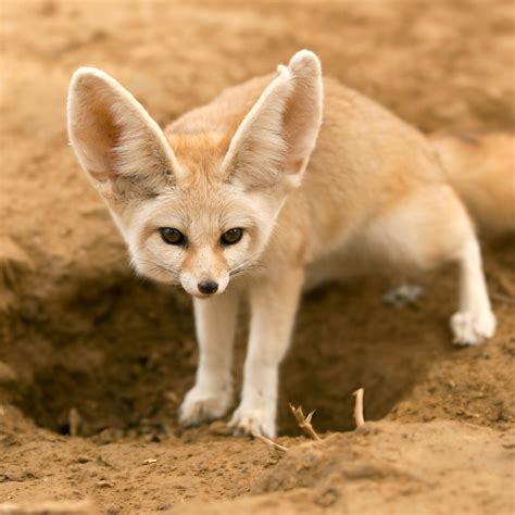fox desert