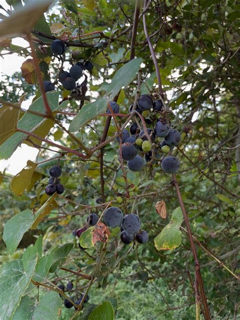 The Fox and the Grapes