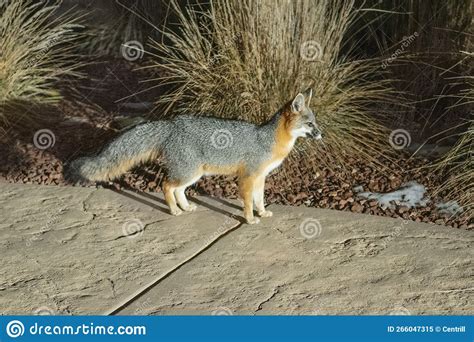 fox new mexico by category