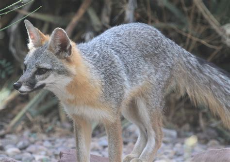 fox new mexico by chow