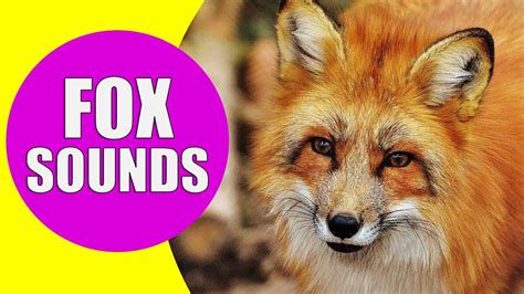 Fox Noises: Essential Sounds for Pest Control