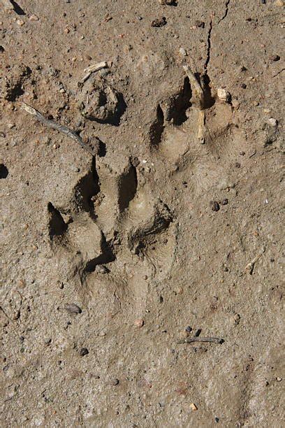 fox prints in mud